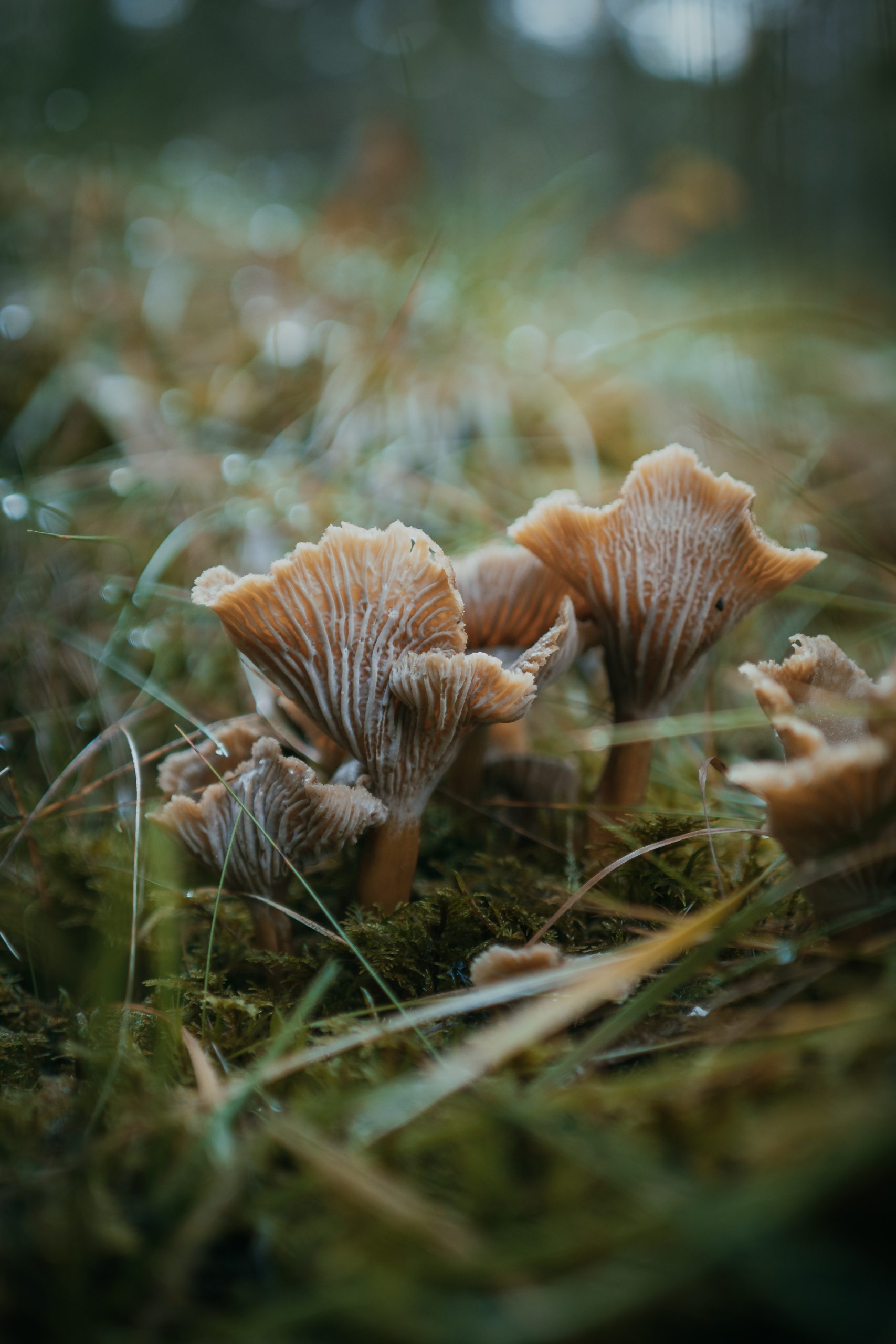 autumn chanterelles