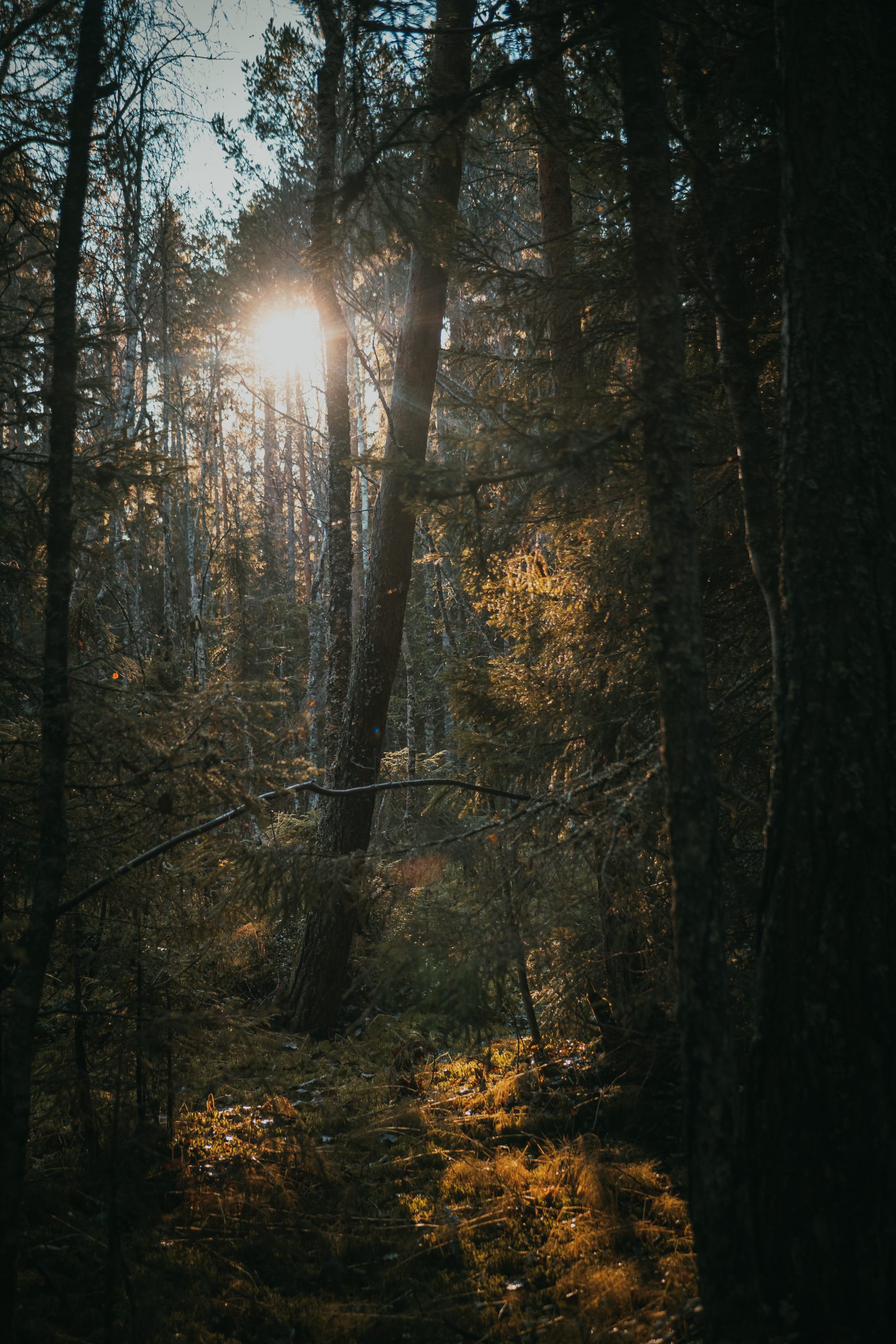 sunny forest