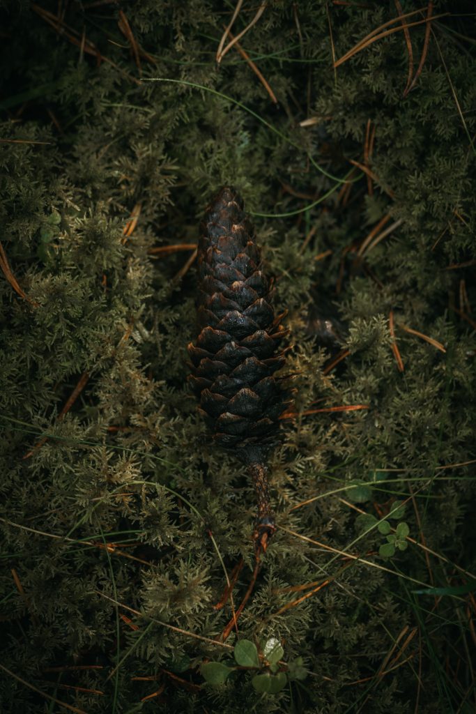 pine cone in moss