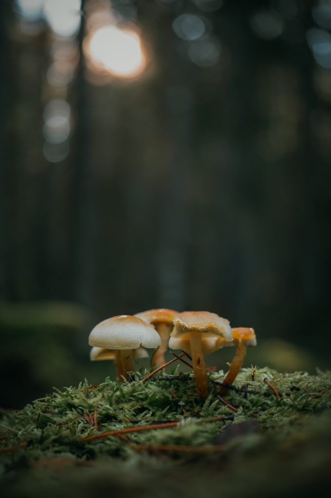 mushrooms on a stump
