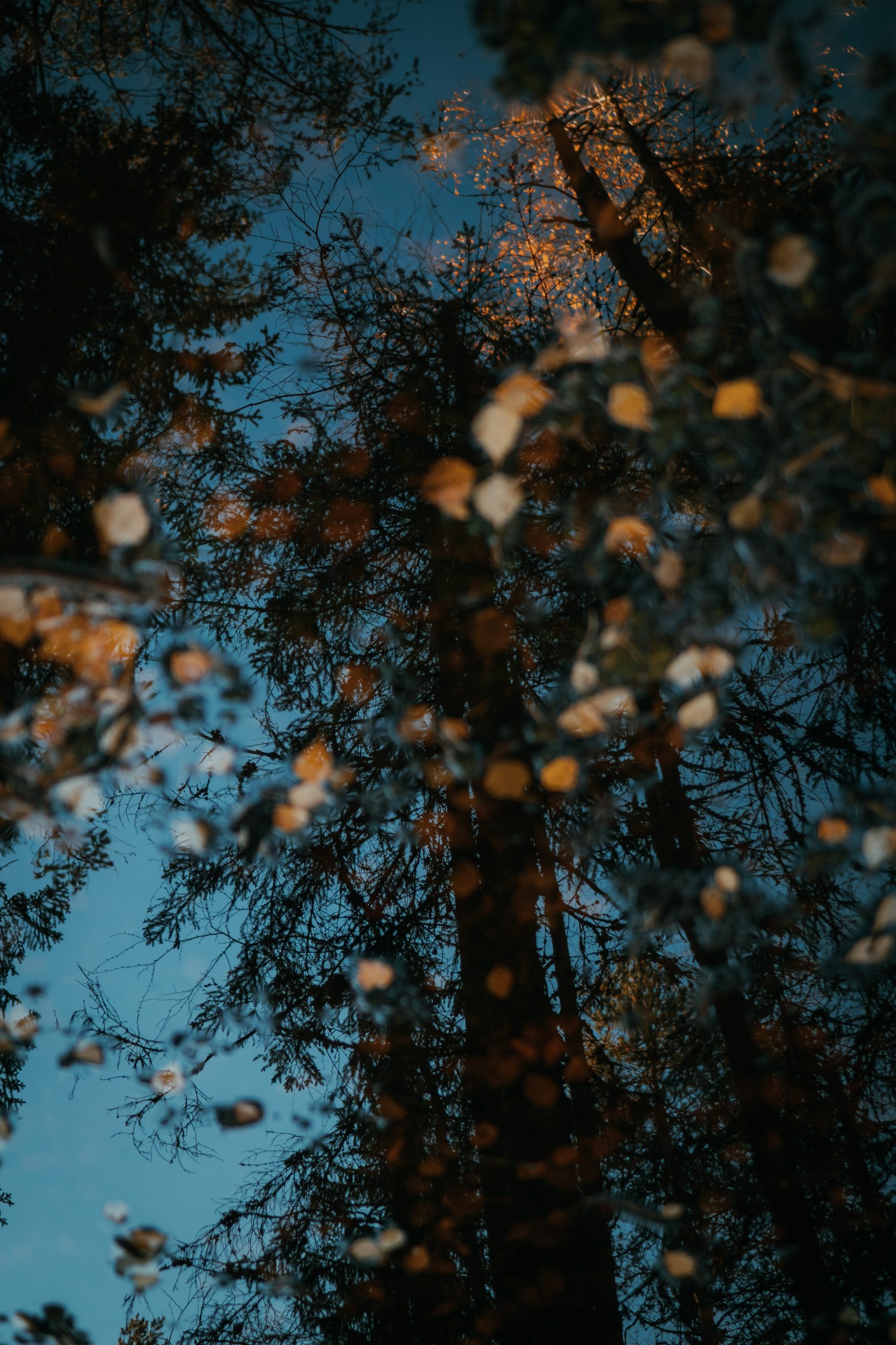 autumn reflections in a puddle