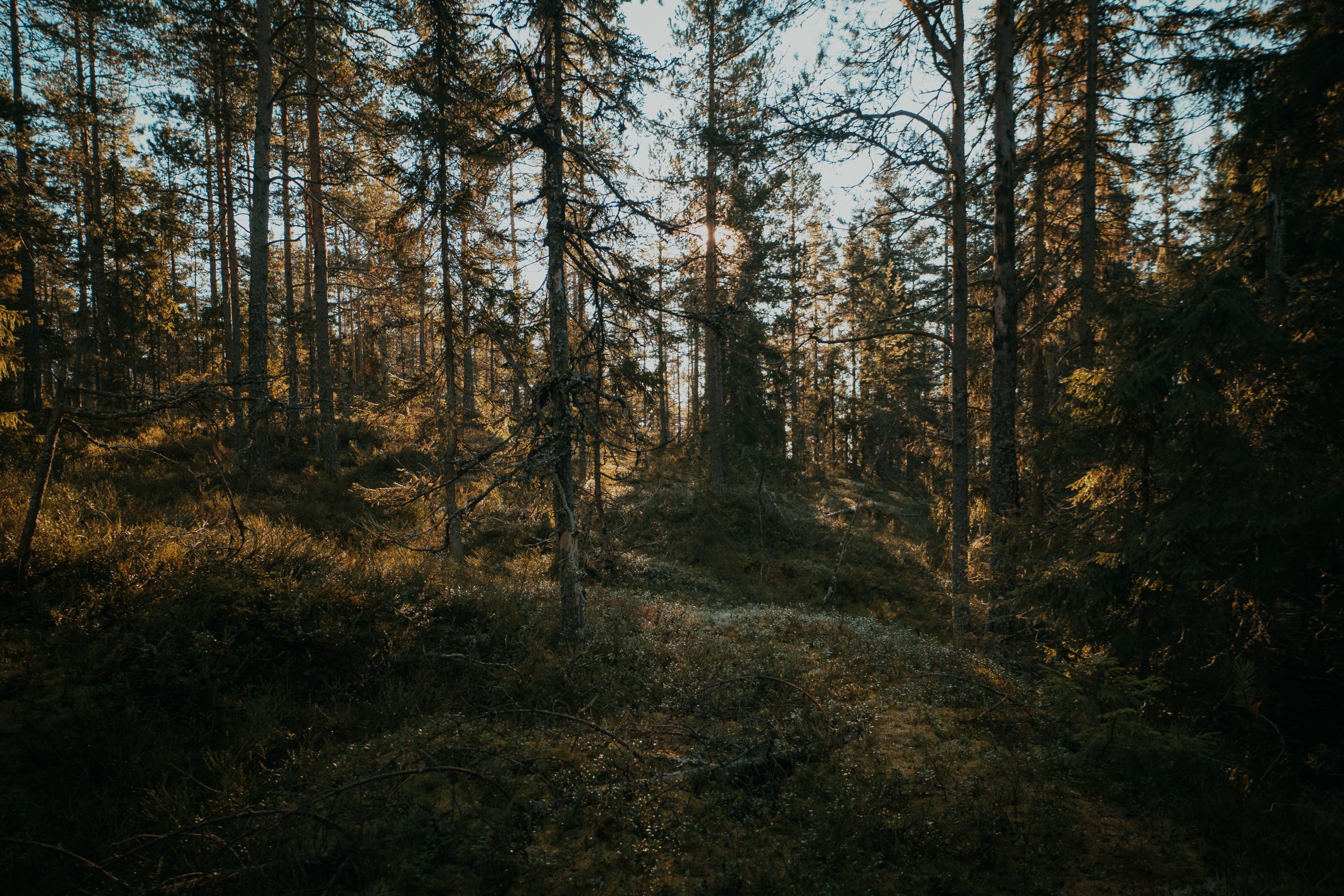 sunny forest