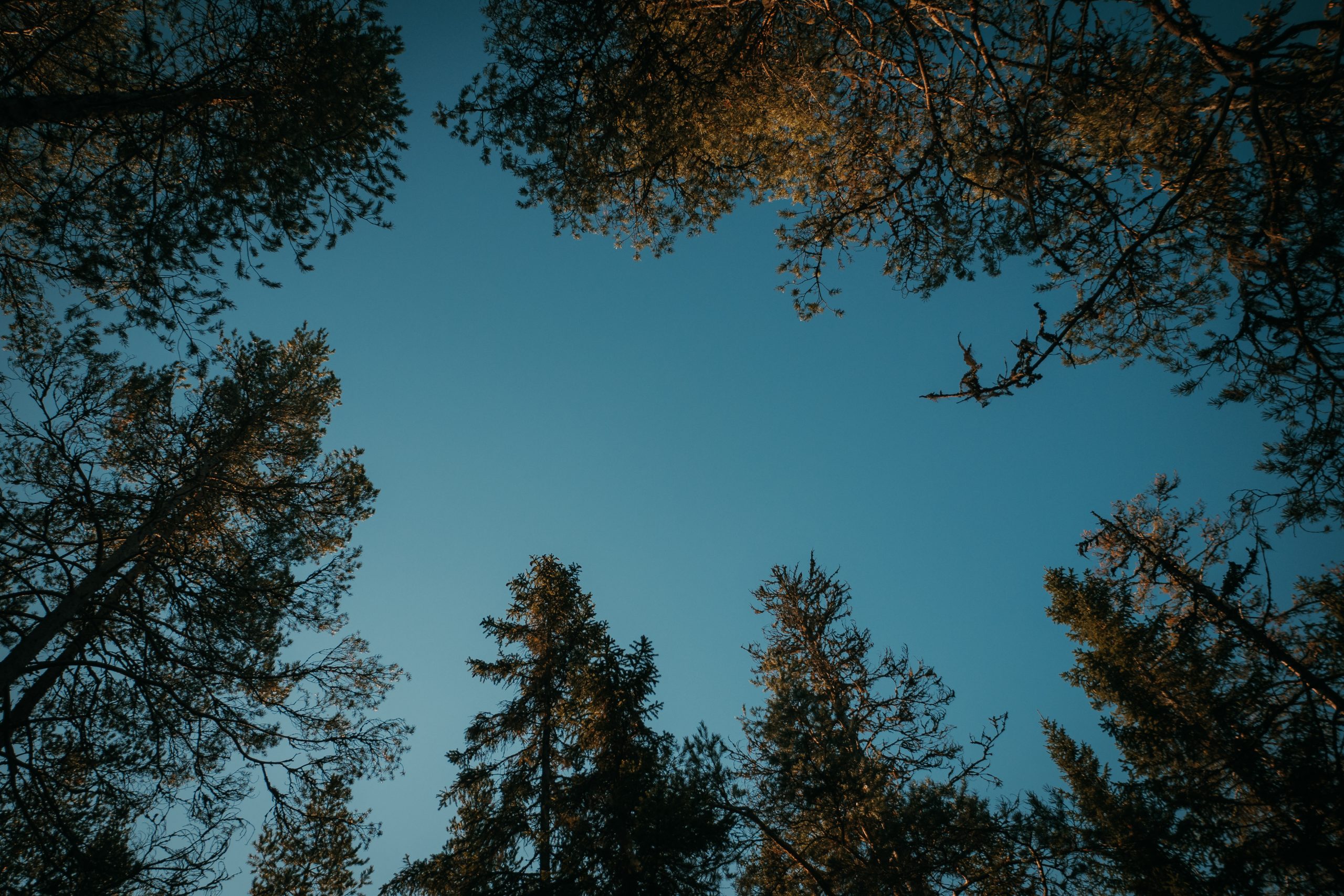 autumn trees against a blue sky