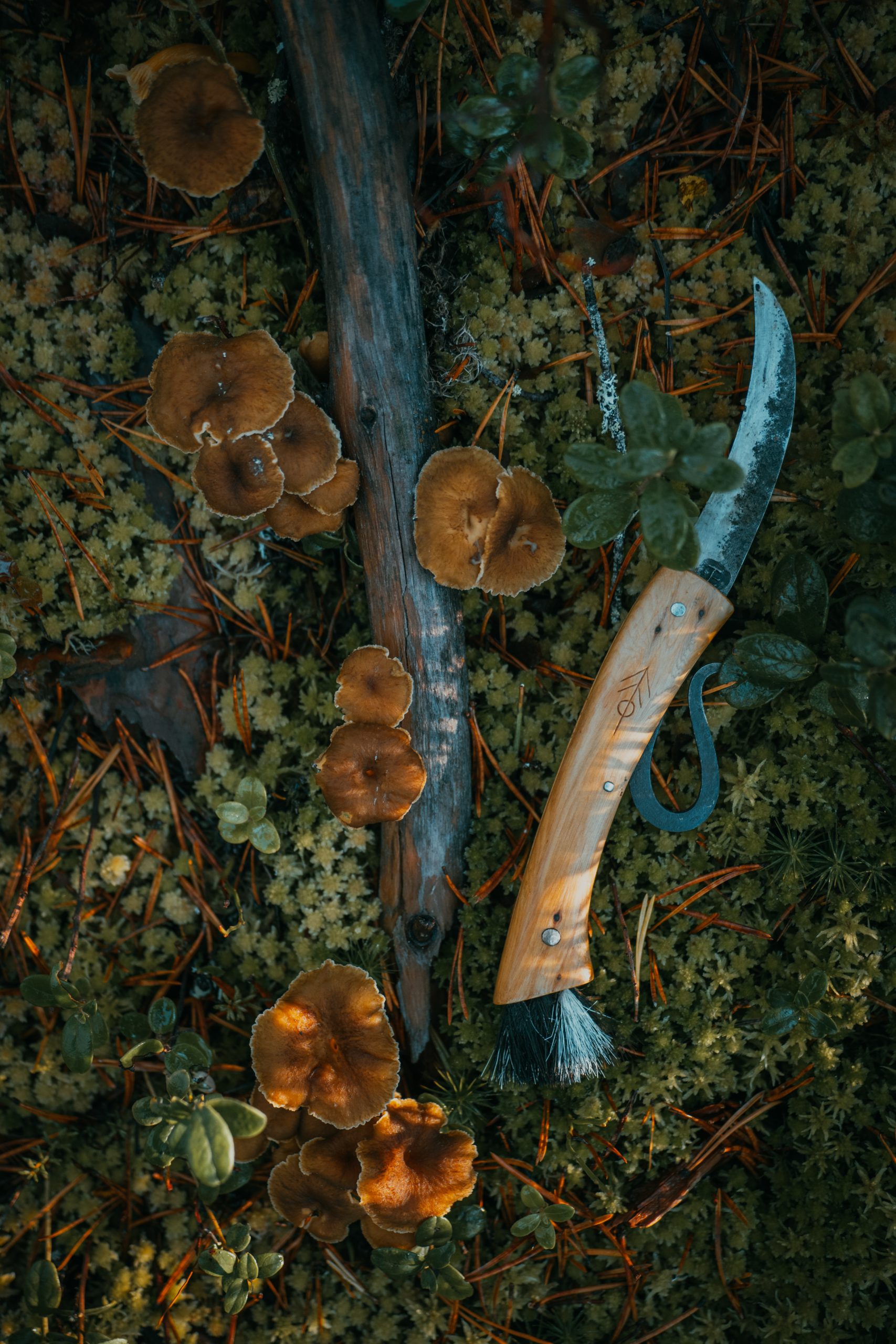 autumn chanterelles