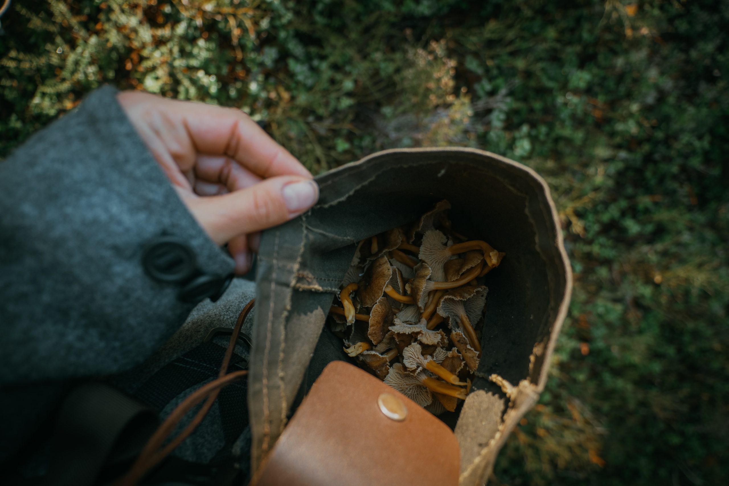 foraging bag full of autumn chanterelles