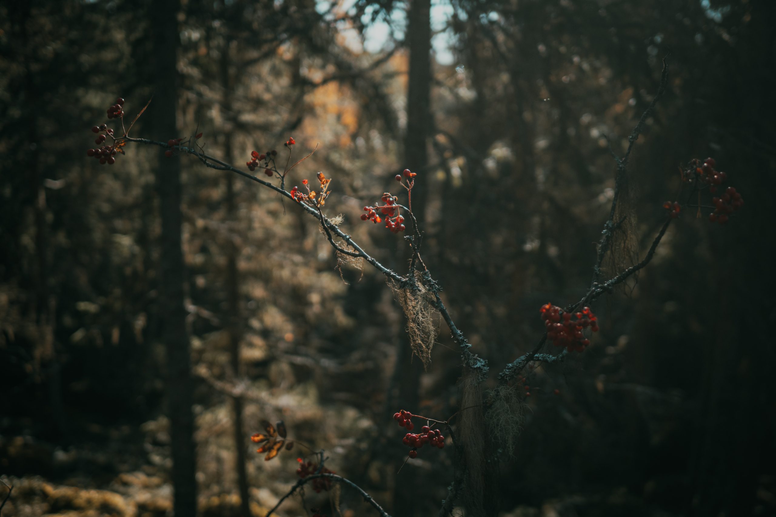 rowan berry branch