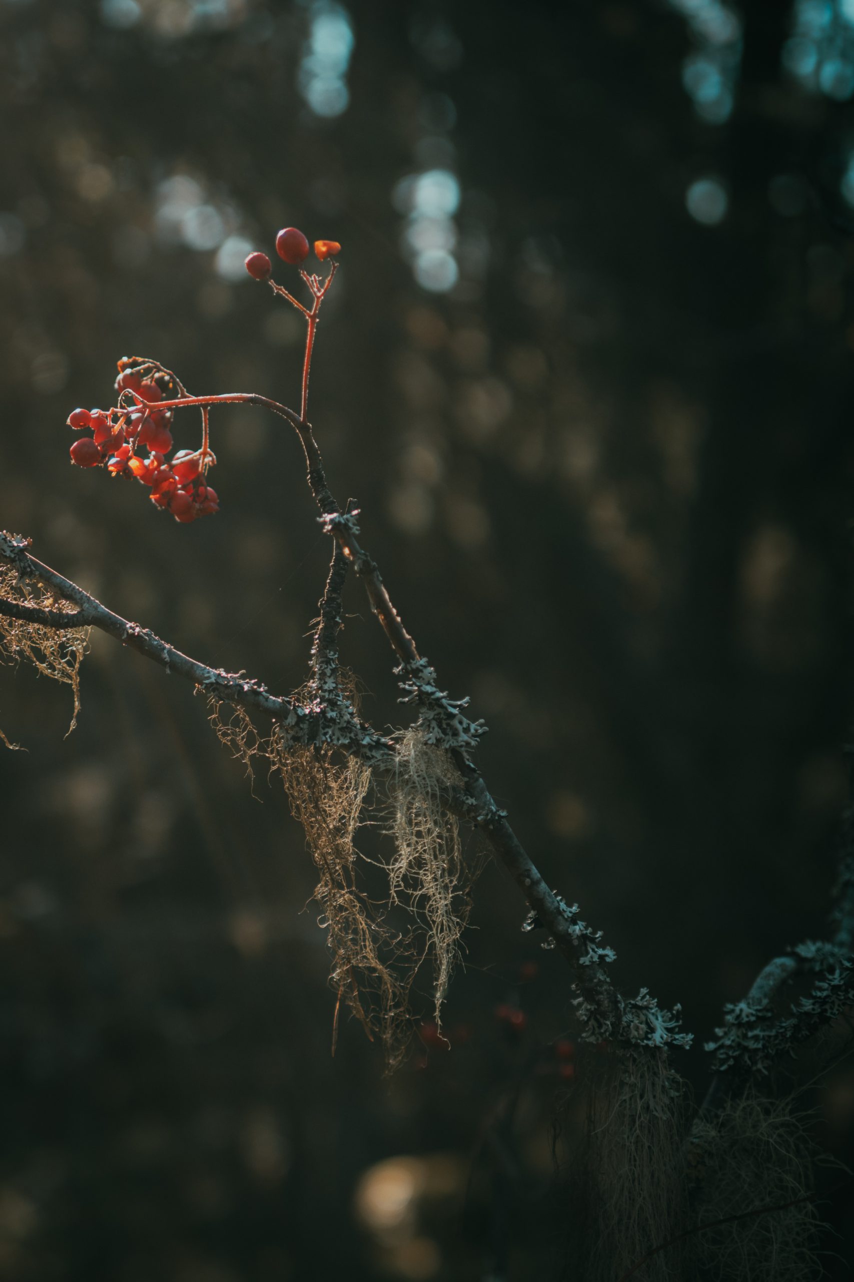 rowan berry branch