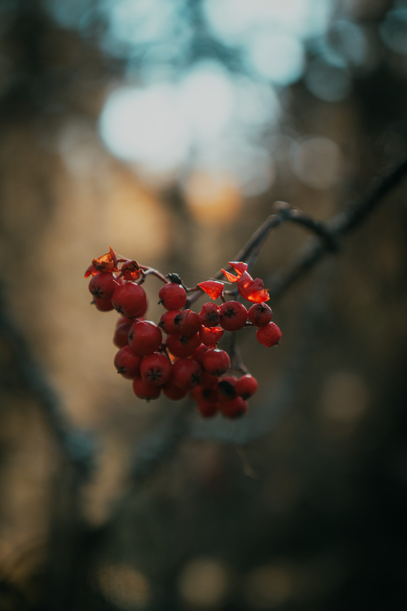 rowan berry branch