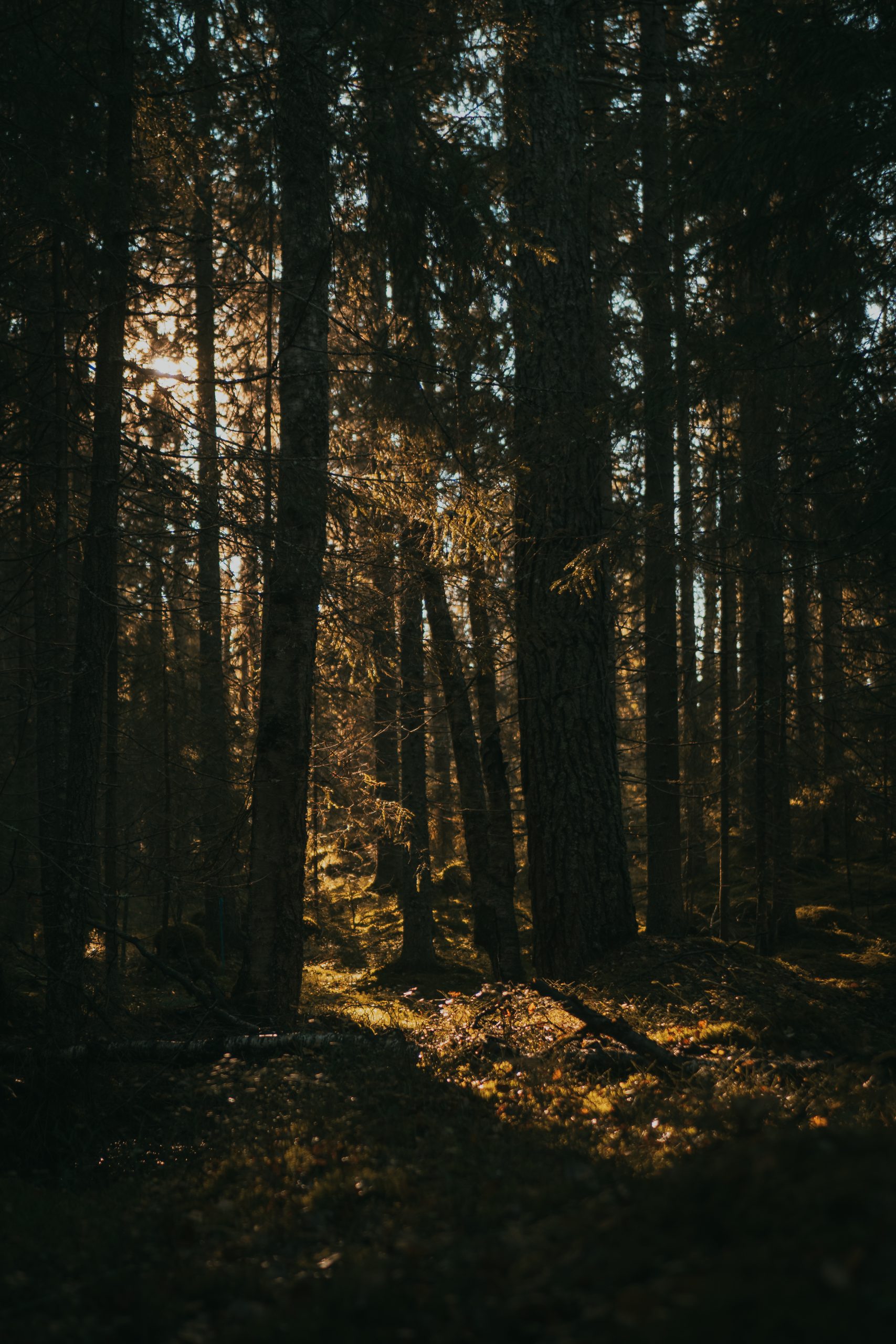 sunny forest
