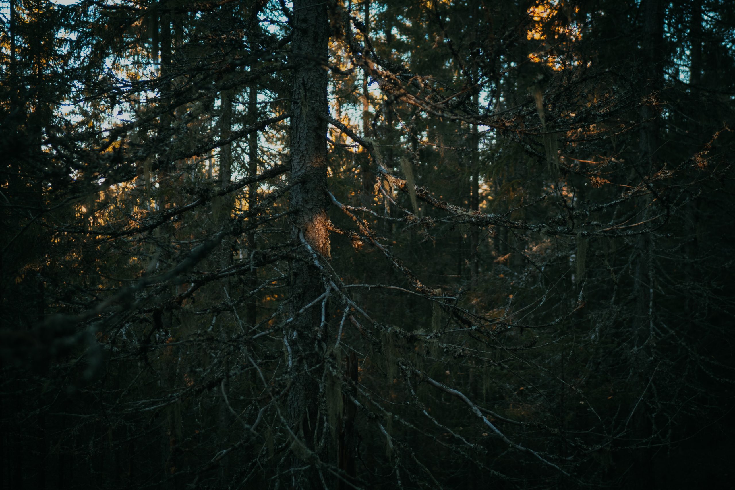 sunny forest