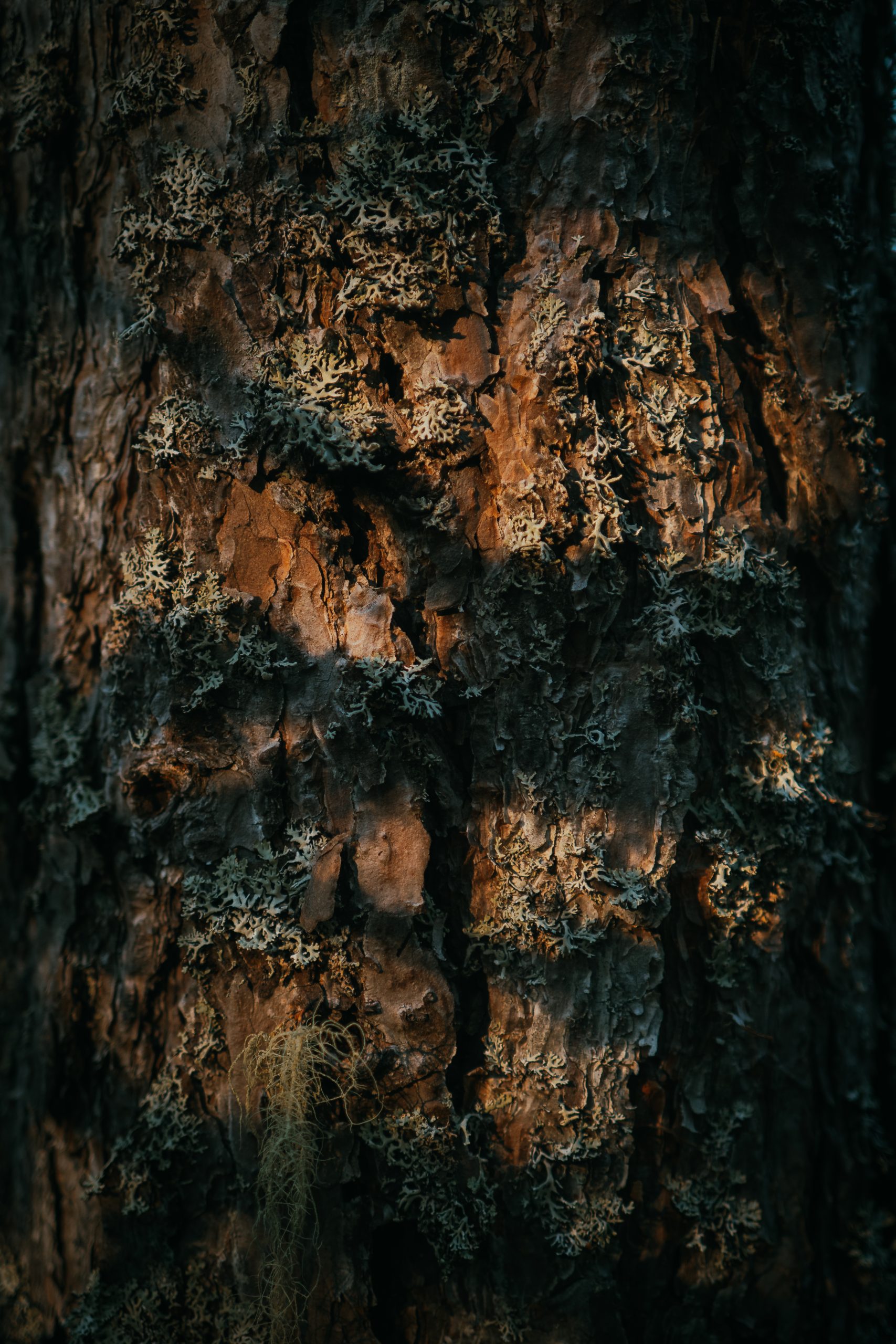 shadows on bark