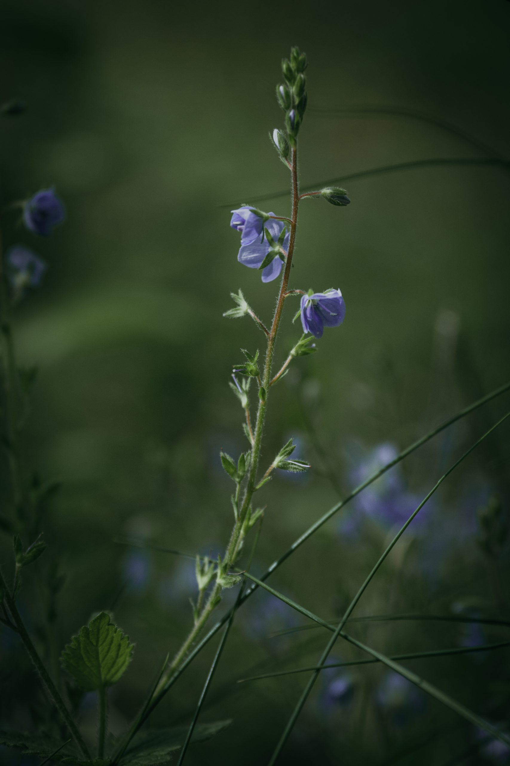 Exploring Slovenia with the OM-3