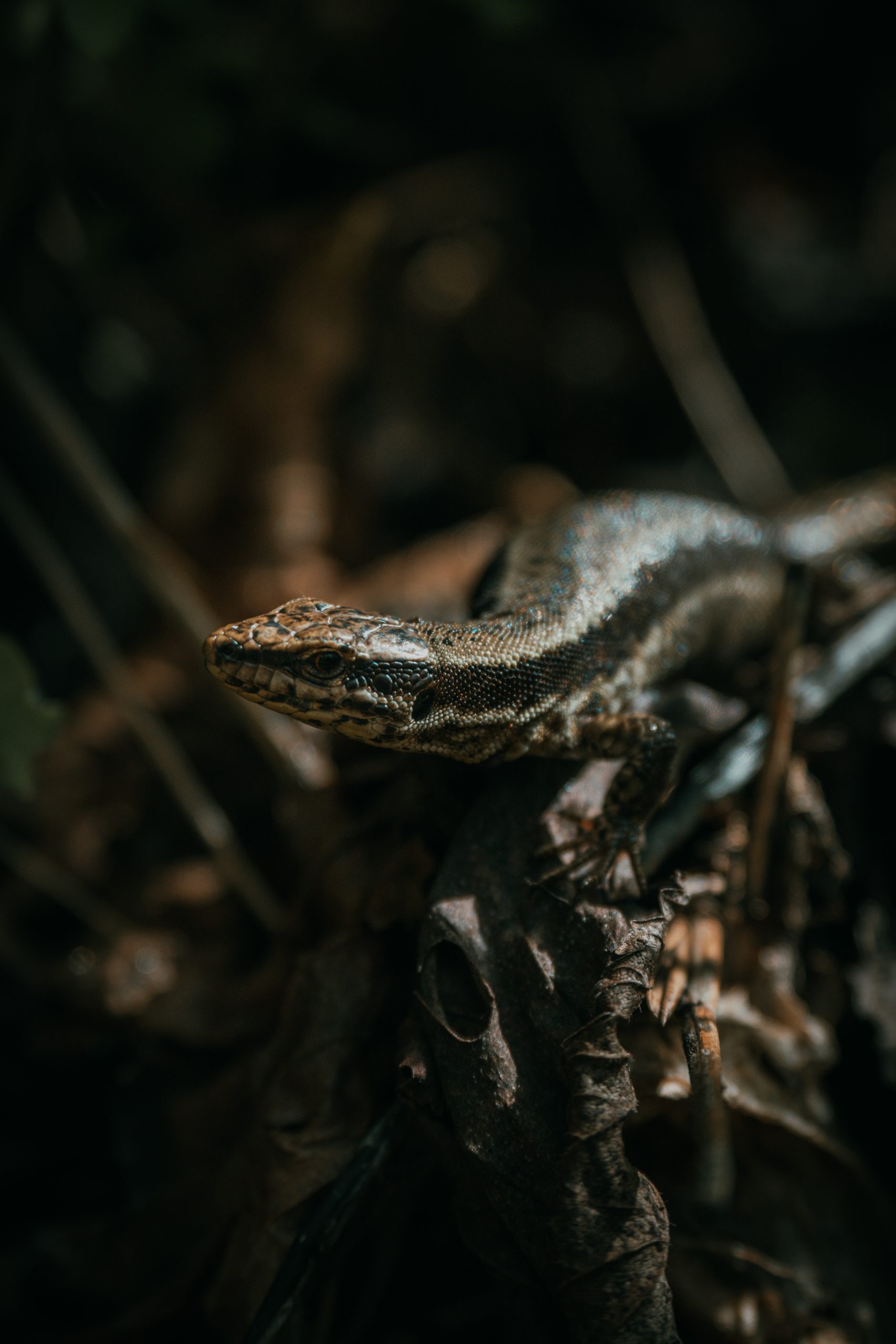 Exploring Slovenia with the OM-3