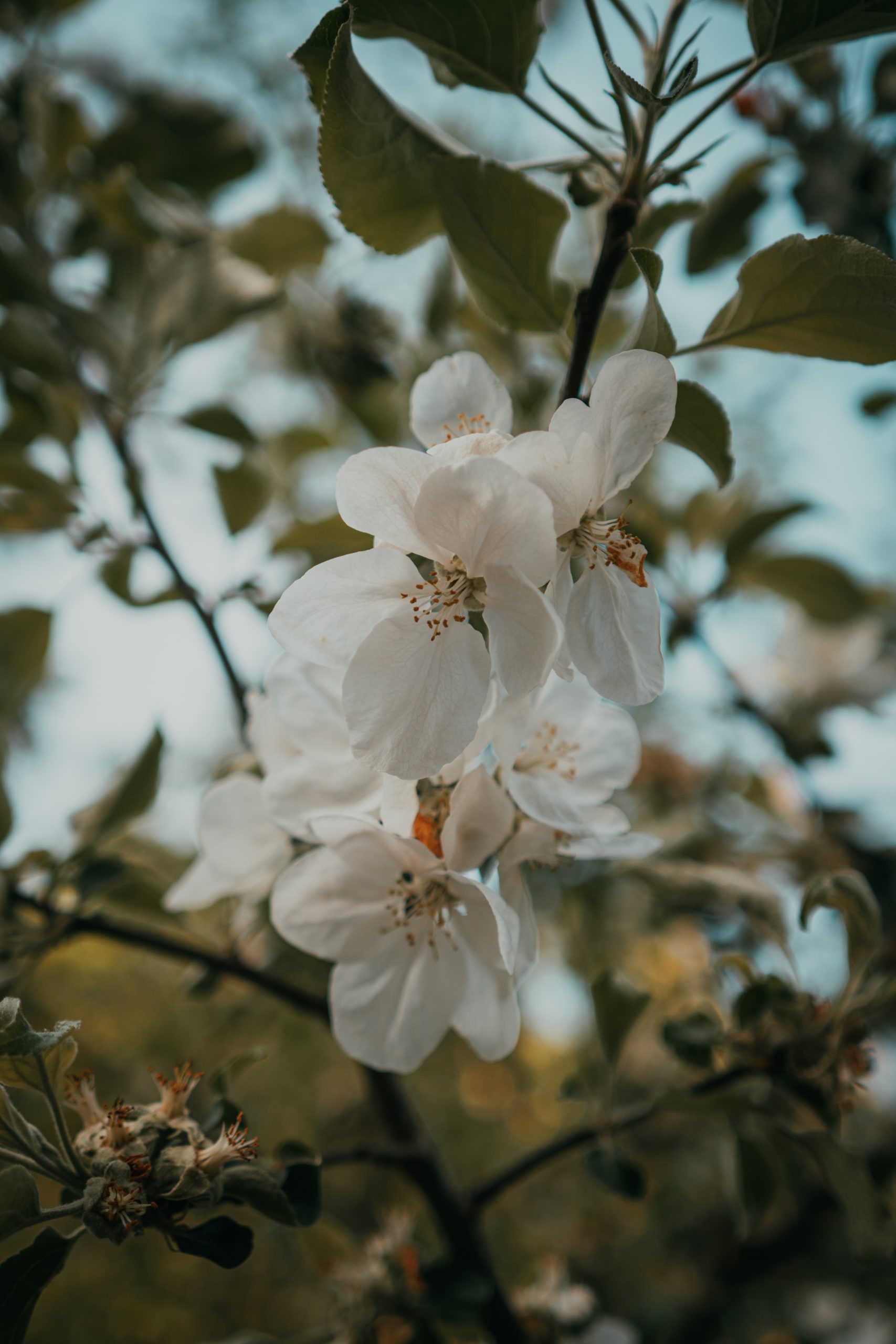 Exploring Slovenia with the OM-3
